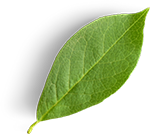 large leaf