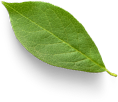 leaf footer