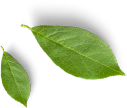 small leaves set